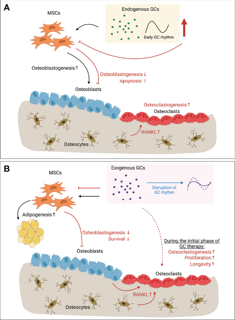 Frontiers  Serum and glucocorticoid-regulated kinase 1: Structure