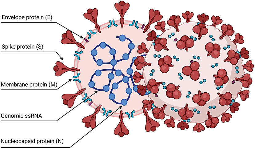 Frontiers  A Bioinformatics Approach to Investigate Structural and  Non-Structural Proteins in Human Coronaviruses