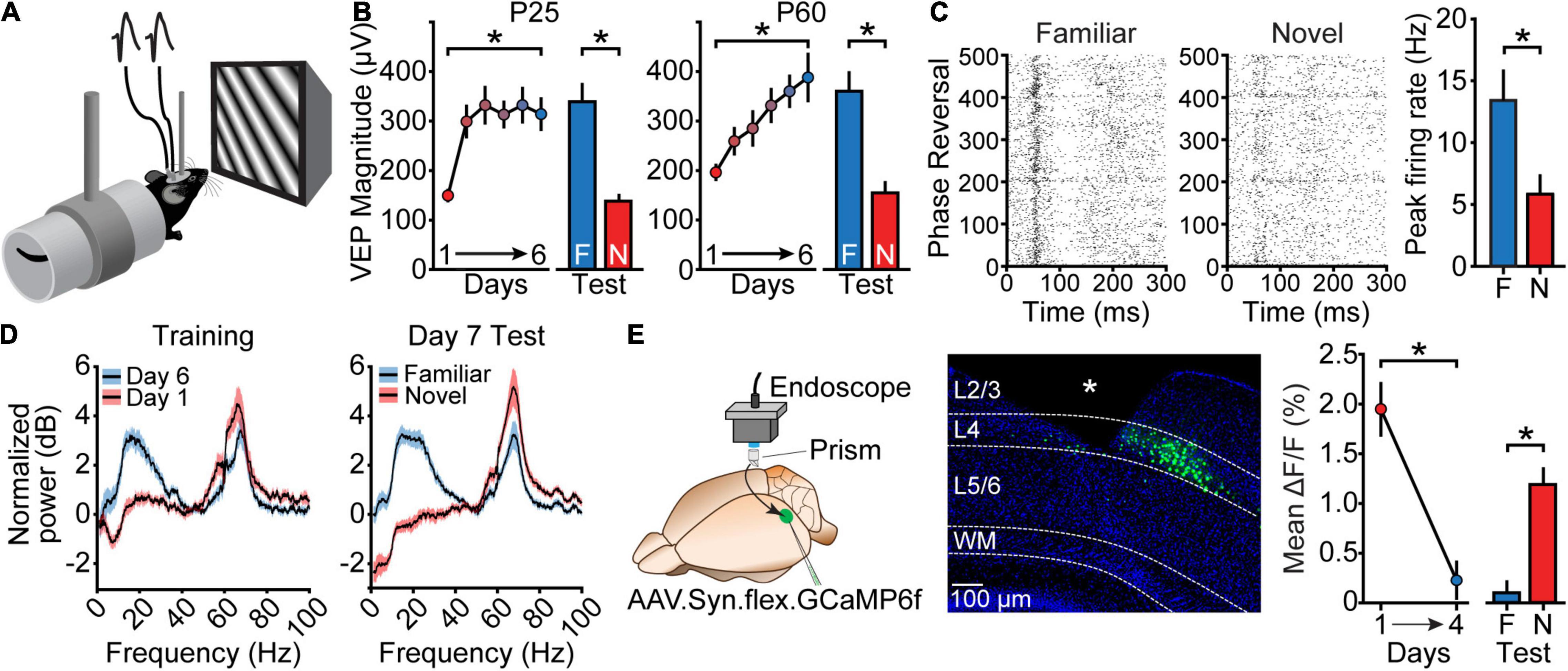 Selective Brain Distribution and Distinctive Synaptic Architecture