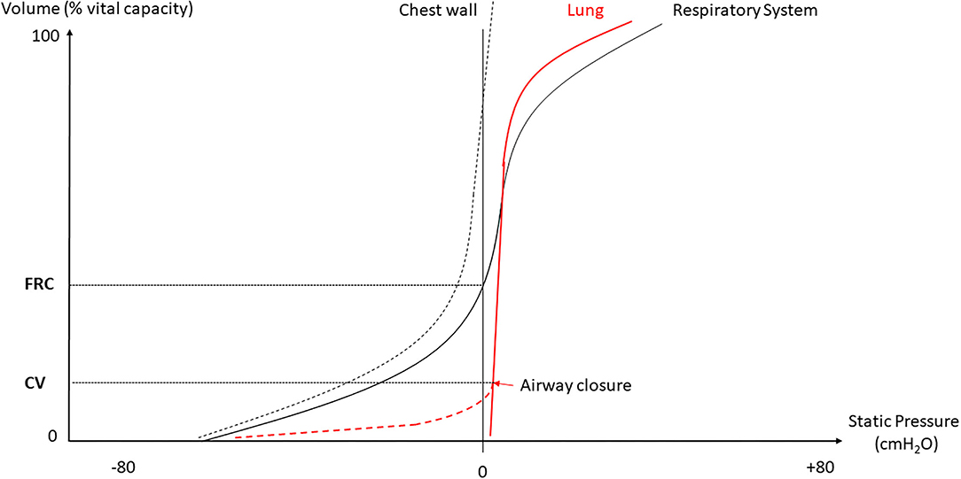Lung volume assessments in normal and surfactant depleted lungs