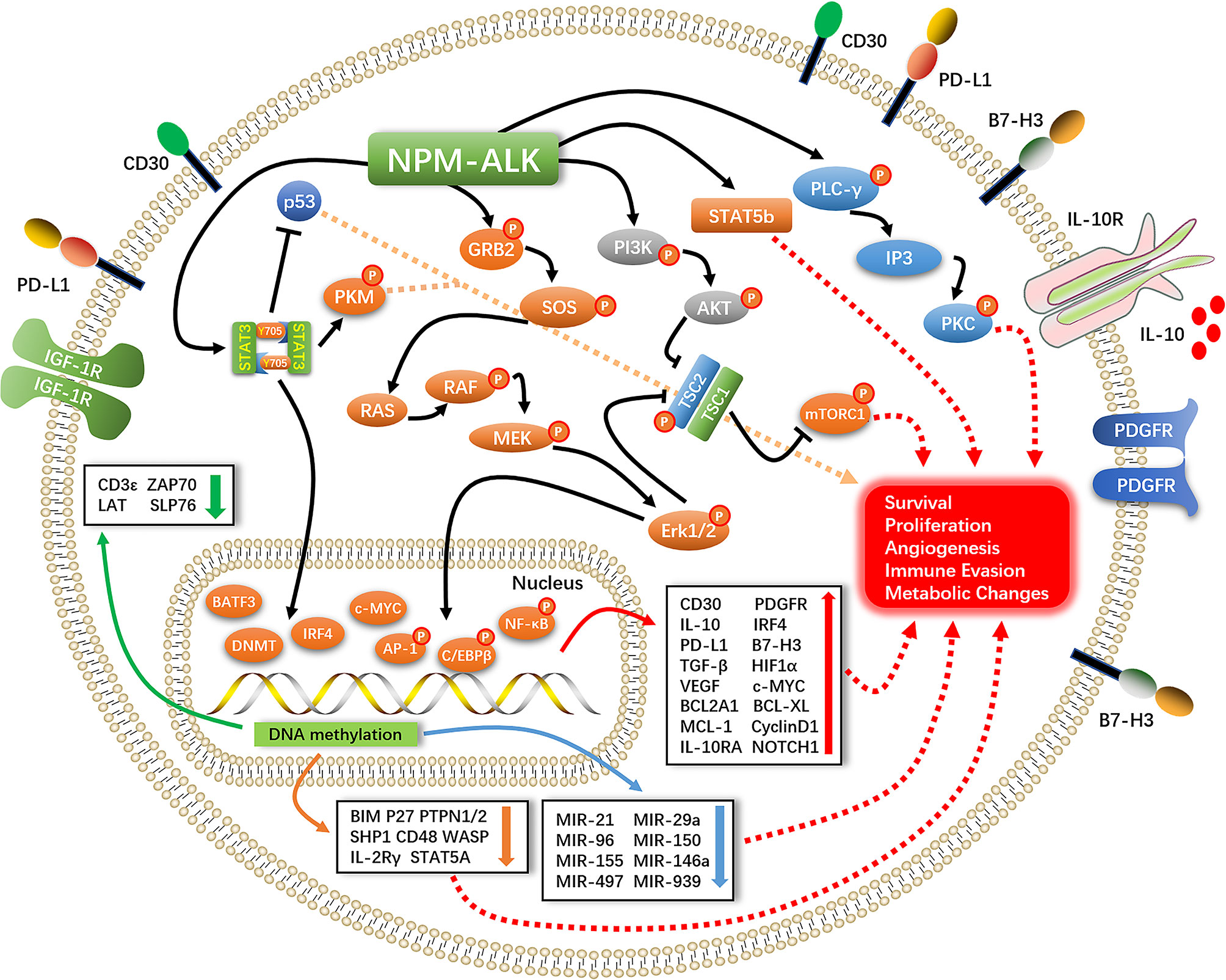 frontiers-holistic-view-of-alk-tki-resistance-in-alk-positive