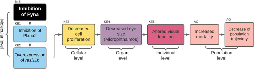 Development of Adverse Outcome Pathway for PPARγ Antagonism Leading to  Pulmonary Fibrosis and Chemical Selection for Its Validation: ToxCast  Database and a Deep Learning Artificial Neural Network Model-Based Approach