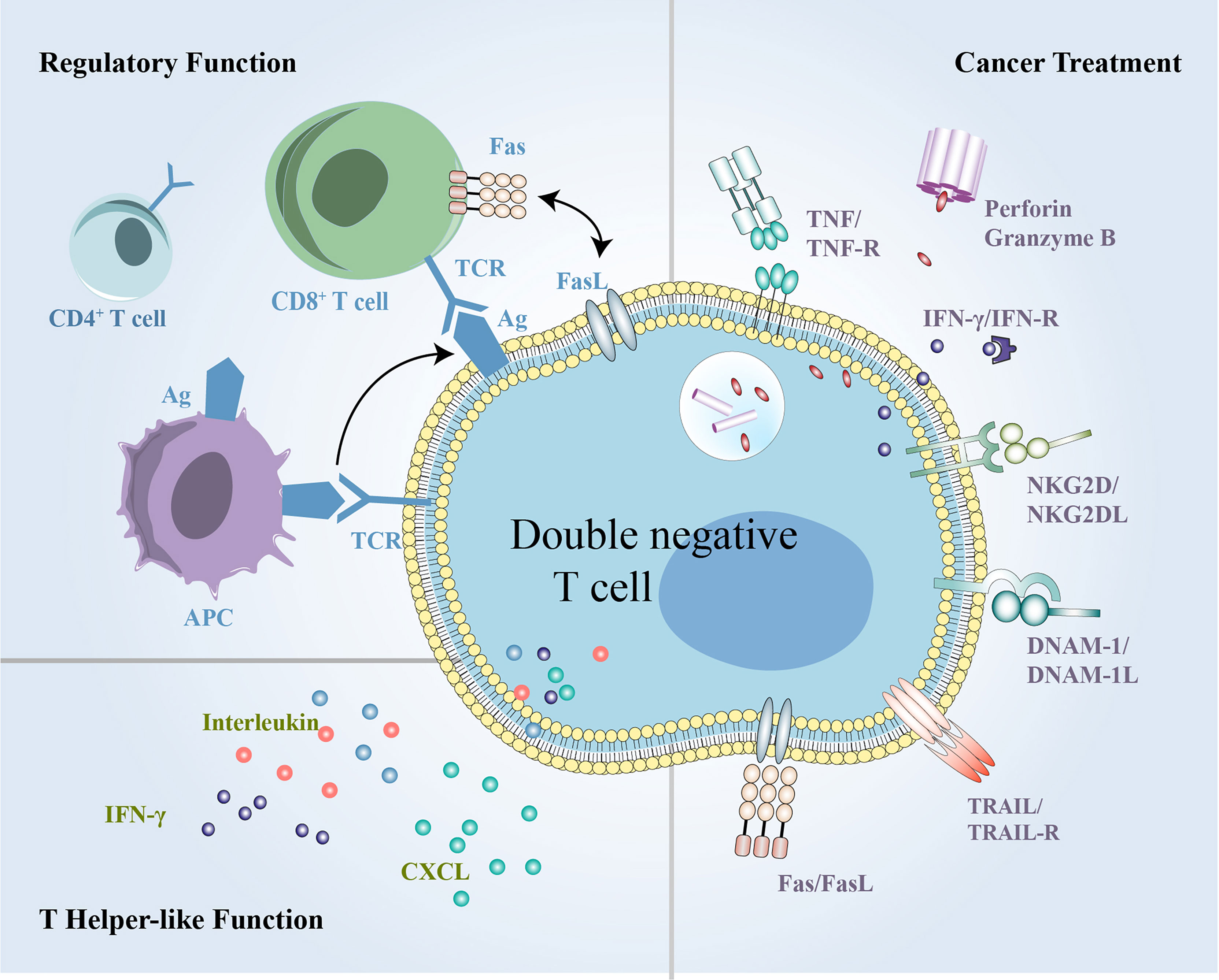 Frontiers Cd Cd Cd Double Negative T Cells In Inflammation