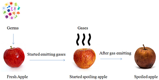 Poison apple and food safety concept as a rotten fruit with a