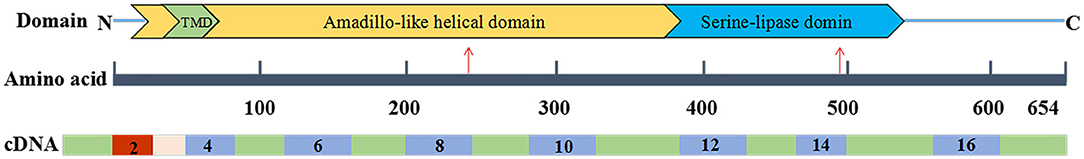 www.frontiersin.org