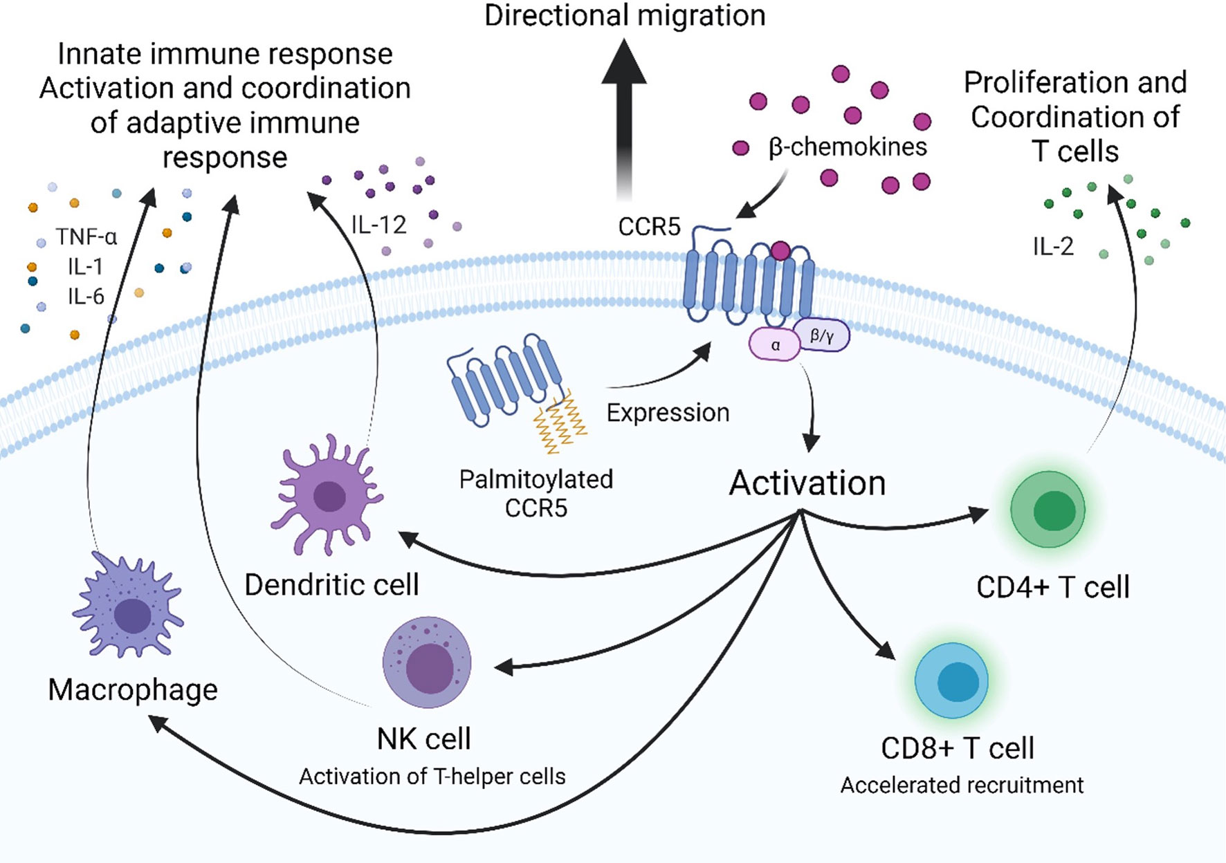 Frontiers Targeting CCR5 as a Component of an HIV-1 Therapeutic Strategy imagem