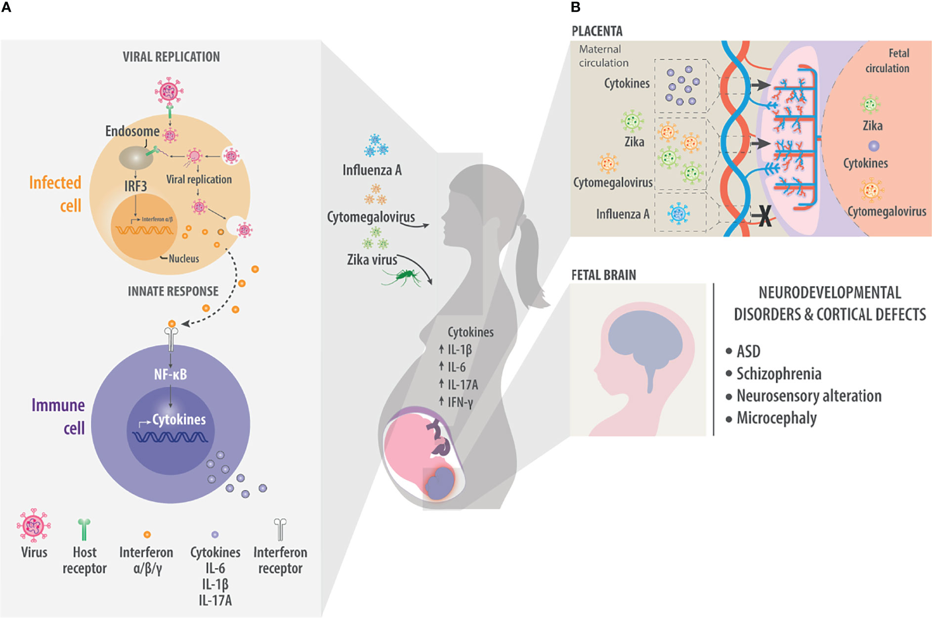 Frontiers Consequences of Viral Infection and Cytokine Production During Pregnancy on Brain Development in Offspring picture