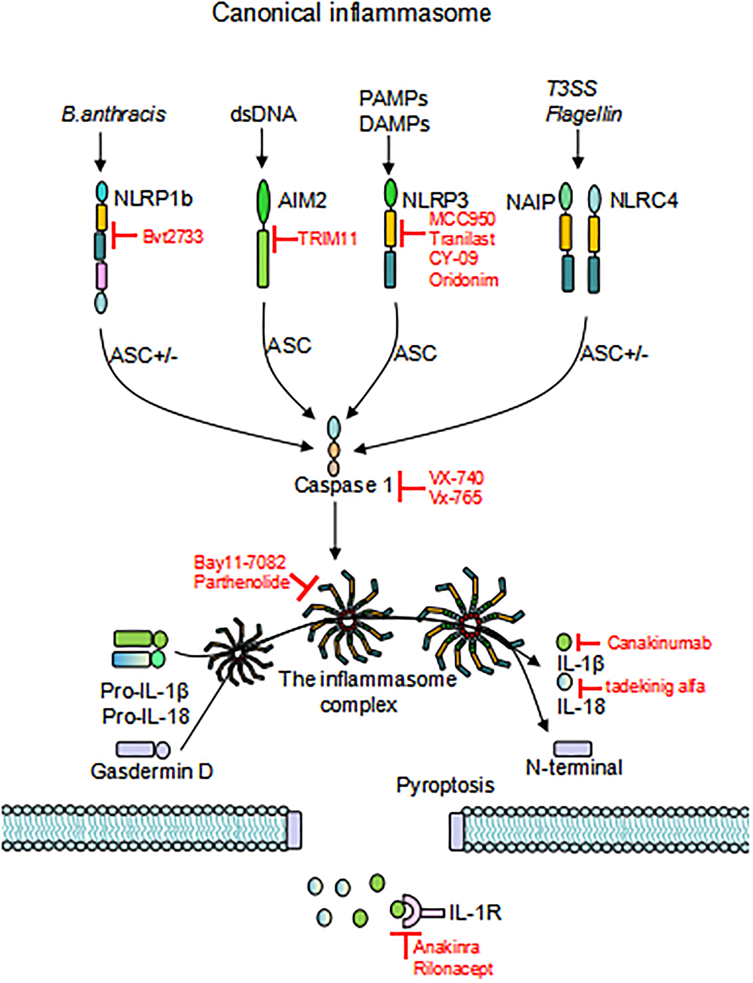 Therapeutic modulation of inflammasome pathways - Chauhan - 2020