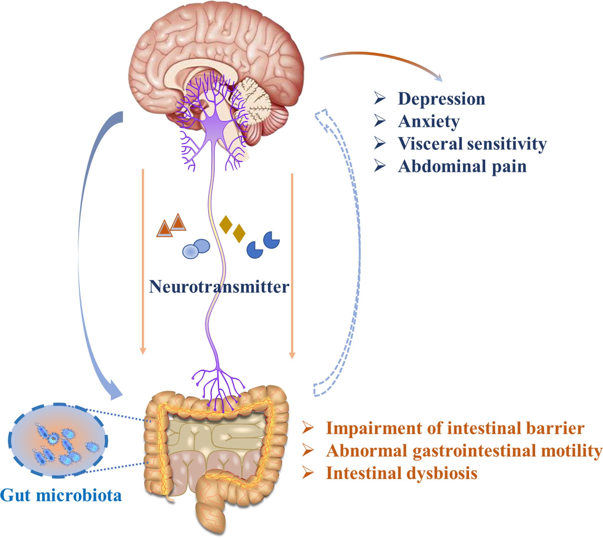 Frontiers | Neurotransmitter and Intestinal Interactions: Focus on the Microbiota-Gut-Brain Axis in Irritable Bowel Syndrome
