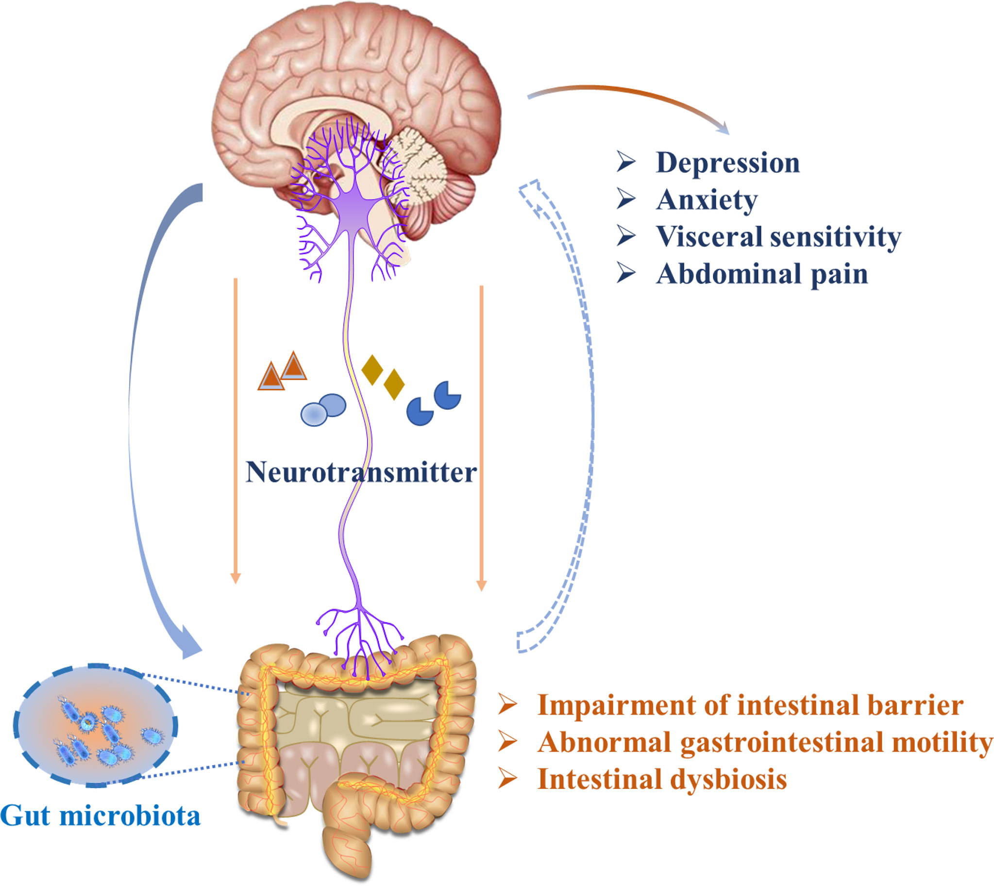 new research on ibs