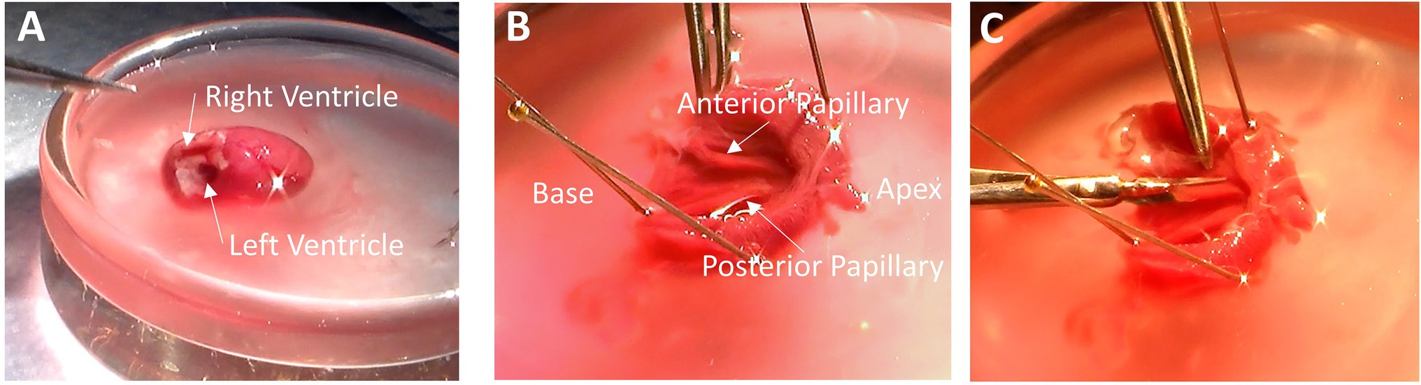 Left): Porcine ventricle sample, epicardium side up, mounted to