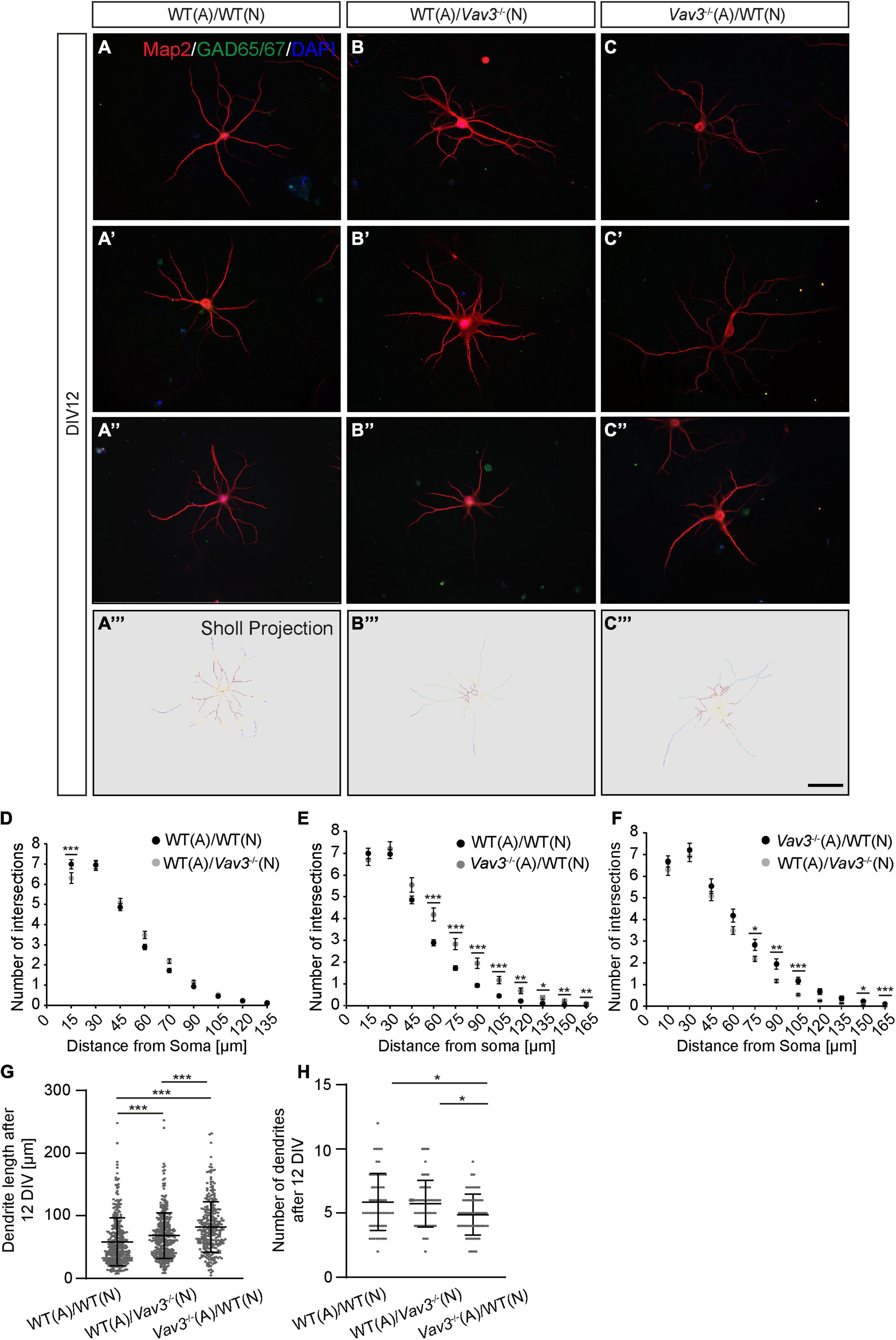 Frontiers  The Emerging Role of Rho Guanine Nucleotide Exchange