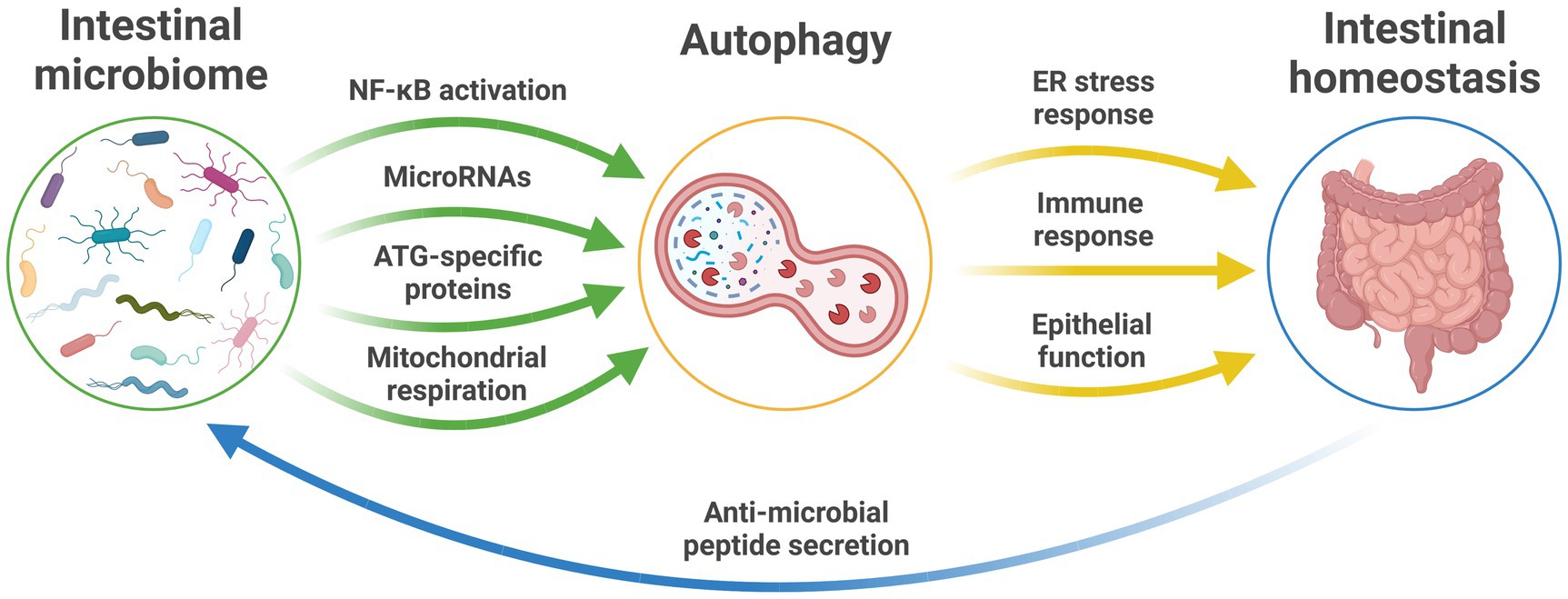 Frontiers Gut Microbiome Regulation Of Autophagic Flux And