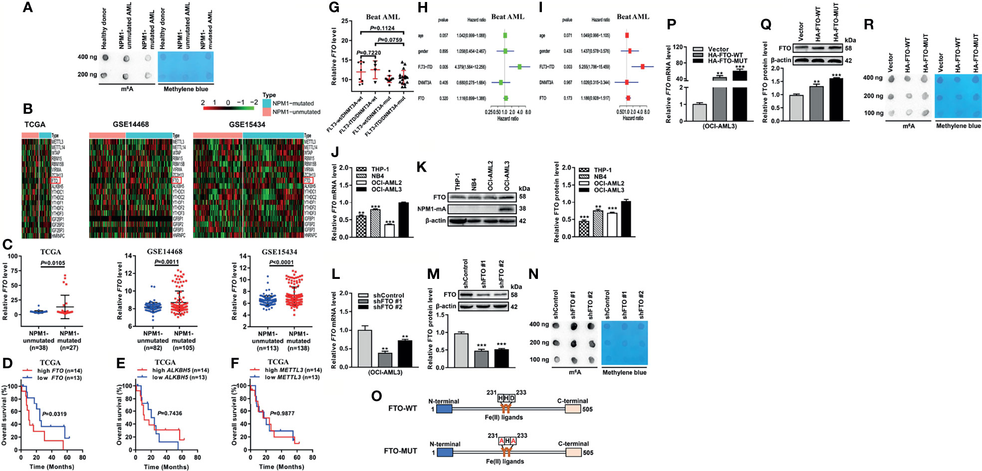 Frontiers | Mutant NPM1-Regulated FTO-Mediated m6A Demethylation 