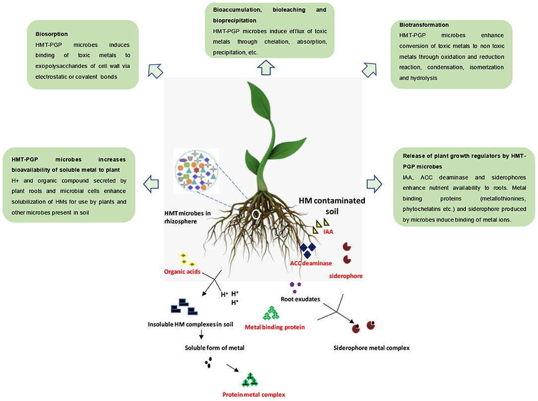 PDF) Heavy metal toxicity and possible Functional aspects of microbial  diversity in heavy metal contaminated sites: Microbial genomics in  sustainable agrosystems