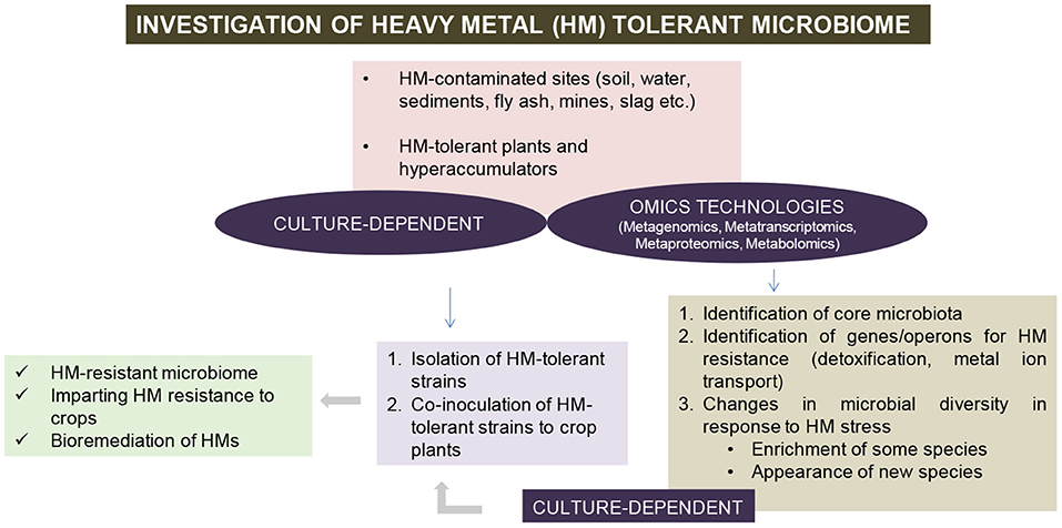 PDF) Heavy metal toxicity and possible Functional aspects of microbial  diversity in heavy metal contaminated sites: Microbial genomics in  sustainable agrosystems