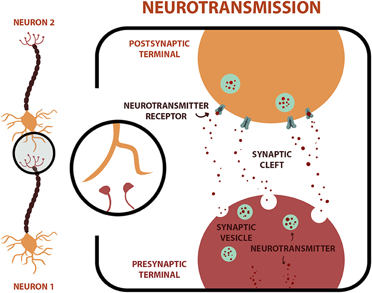Figure 2 - Neurons communicate with each other across a space called the synaptic cleft in which neuron 1 (pre-synaptic) communicates with neuron 2 (postsynaptic).