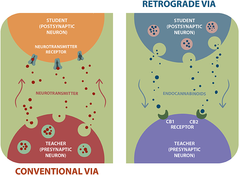 Figure 3 - On the left image, we show the conventional via in which “teacher” neuron (presynaptic) releases neurotransmitters.