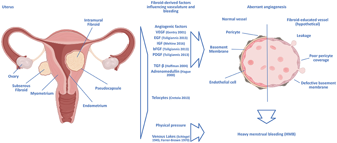 1 Guidelines for management of patients with abnormal vaginal