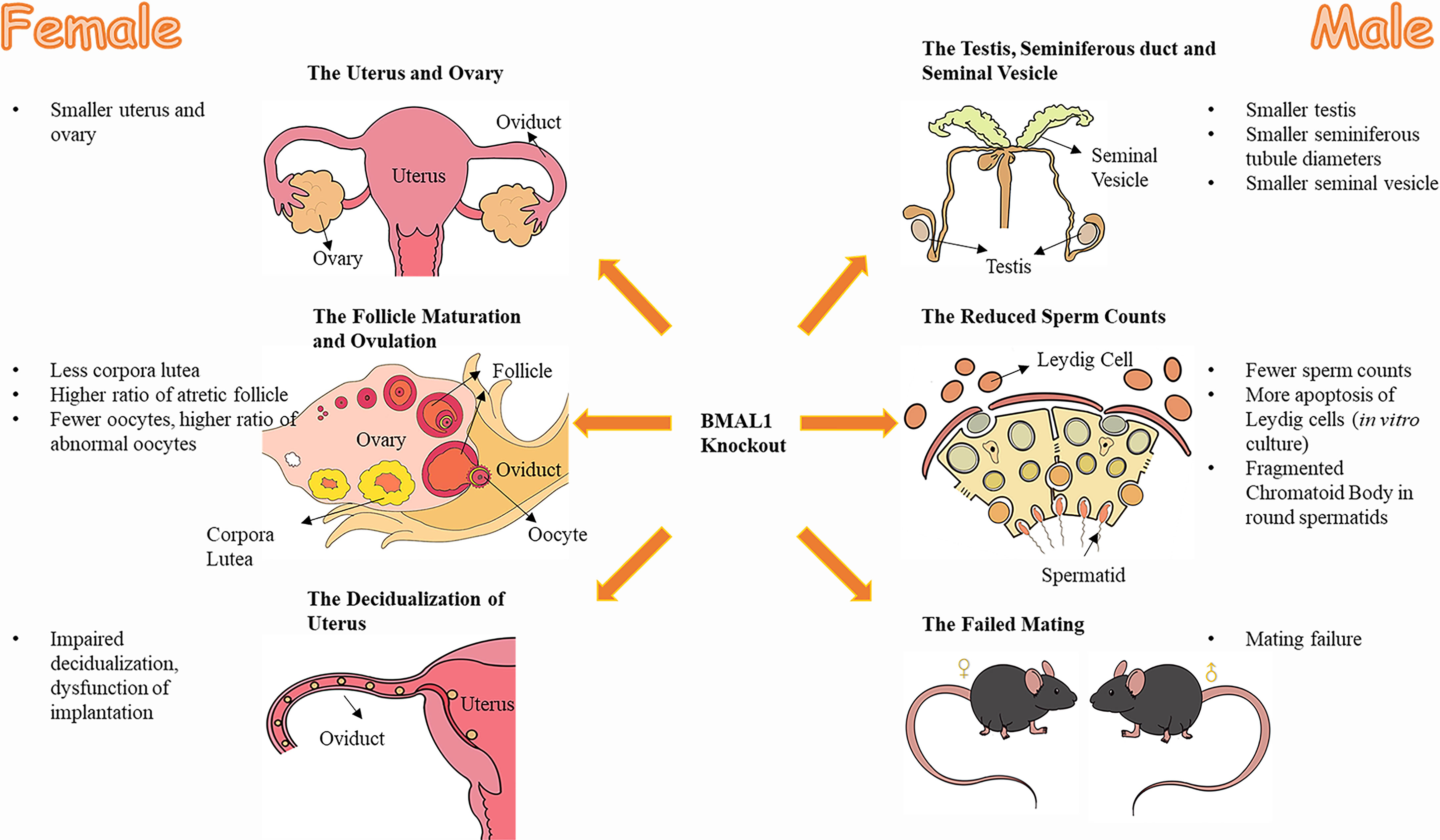 Frontiers Critical Roles Of The Circadian Transcription Factor Bmal1 