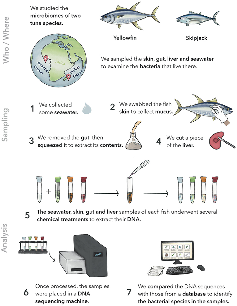 Figure 1 - The different methodological steps of our study, from the sampling of tuna in the two oceans, to the identification by DNA sequencing of the bacteria living on their skin, gut, and liver.