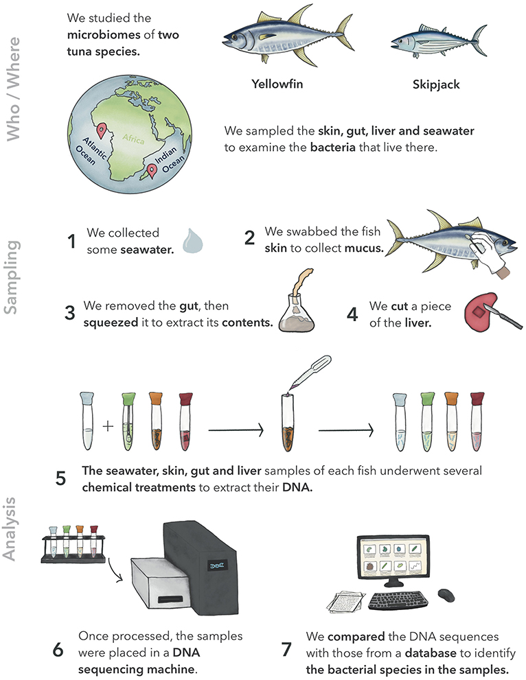 图1 -我们研究的不同方法步骤，从两个海洋的金枪鱼取样，到通过DNA测序确定生活在它们皮肤、肠道和肝脏上的细菌。
