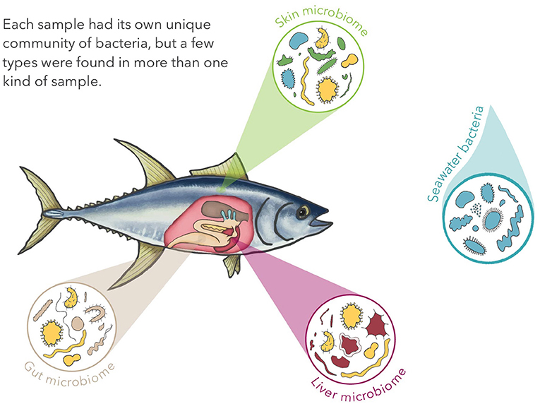 Figure 2 - Representation of the diversity of the bacteria living in the gut, liver and skin of tunas, some are common to all three, others are specific to each organ.