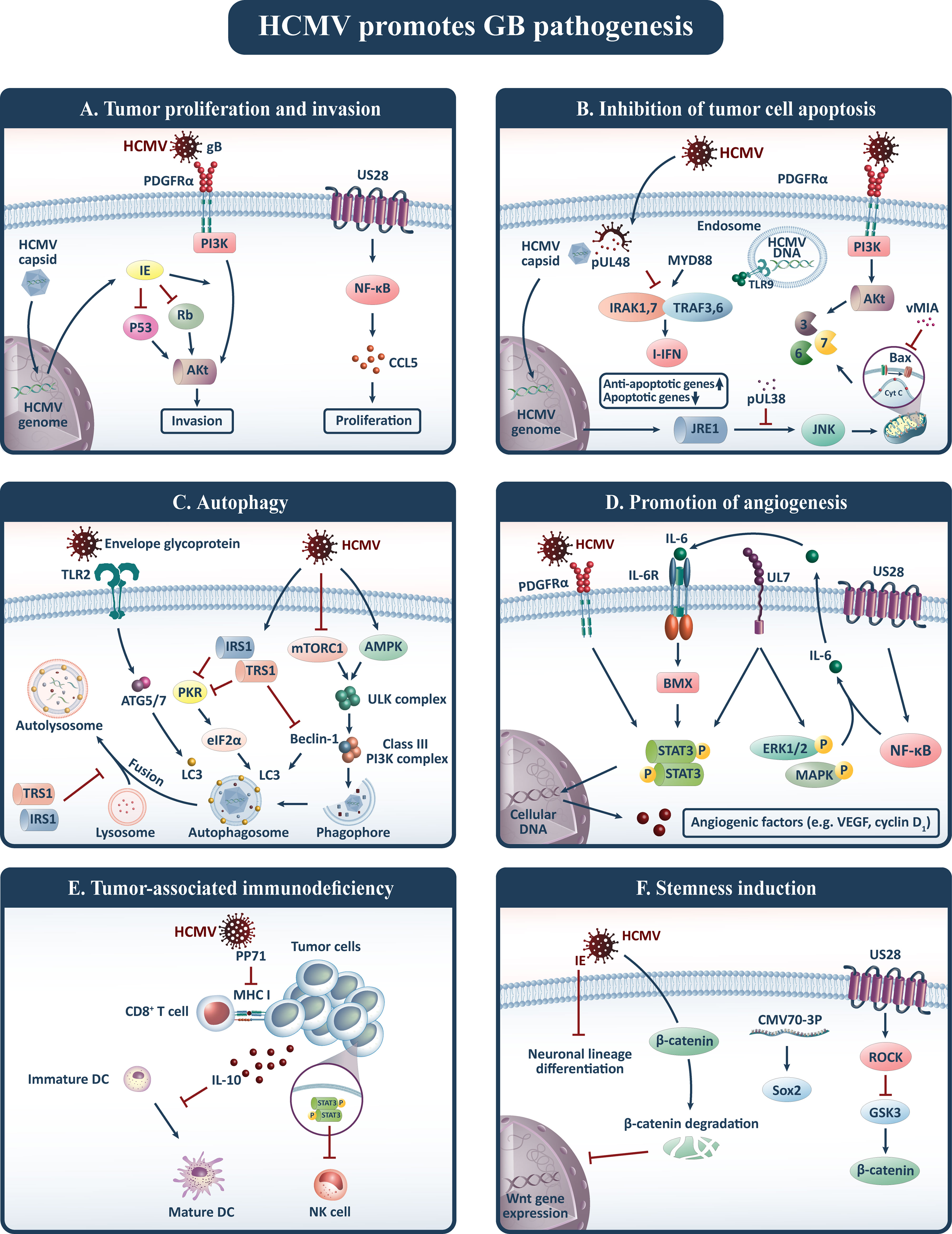 Frontiers | The Basis and Advances in Clinical Application of