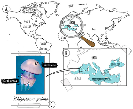 Figure 1 - (A) Map of the world, with a magnifying glass zooming in on the study area.
