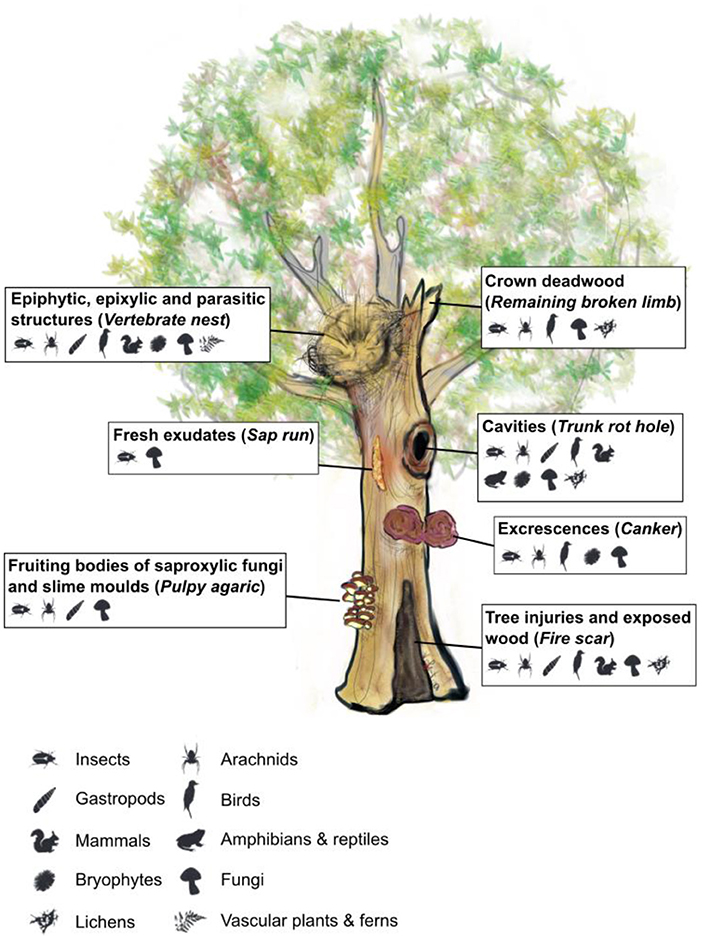 PDF) Stand structure and deadwood amount influences saproxylic