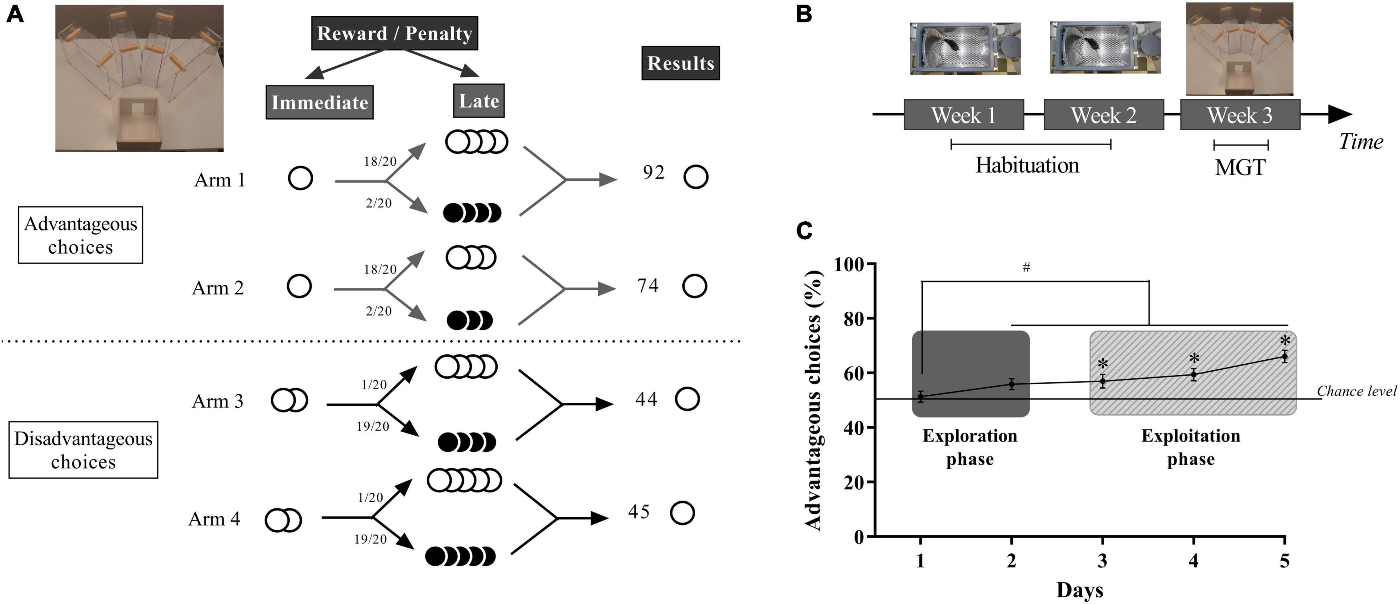 Frontiers  Decision Making as a Learned Skill in Mice and Humans