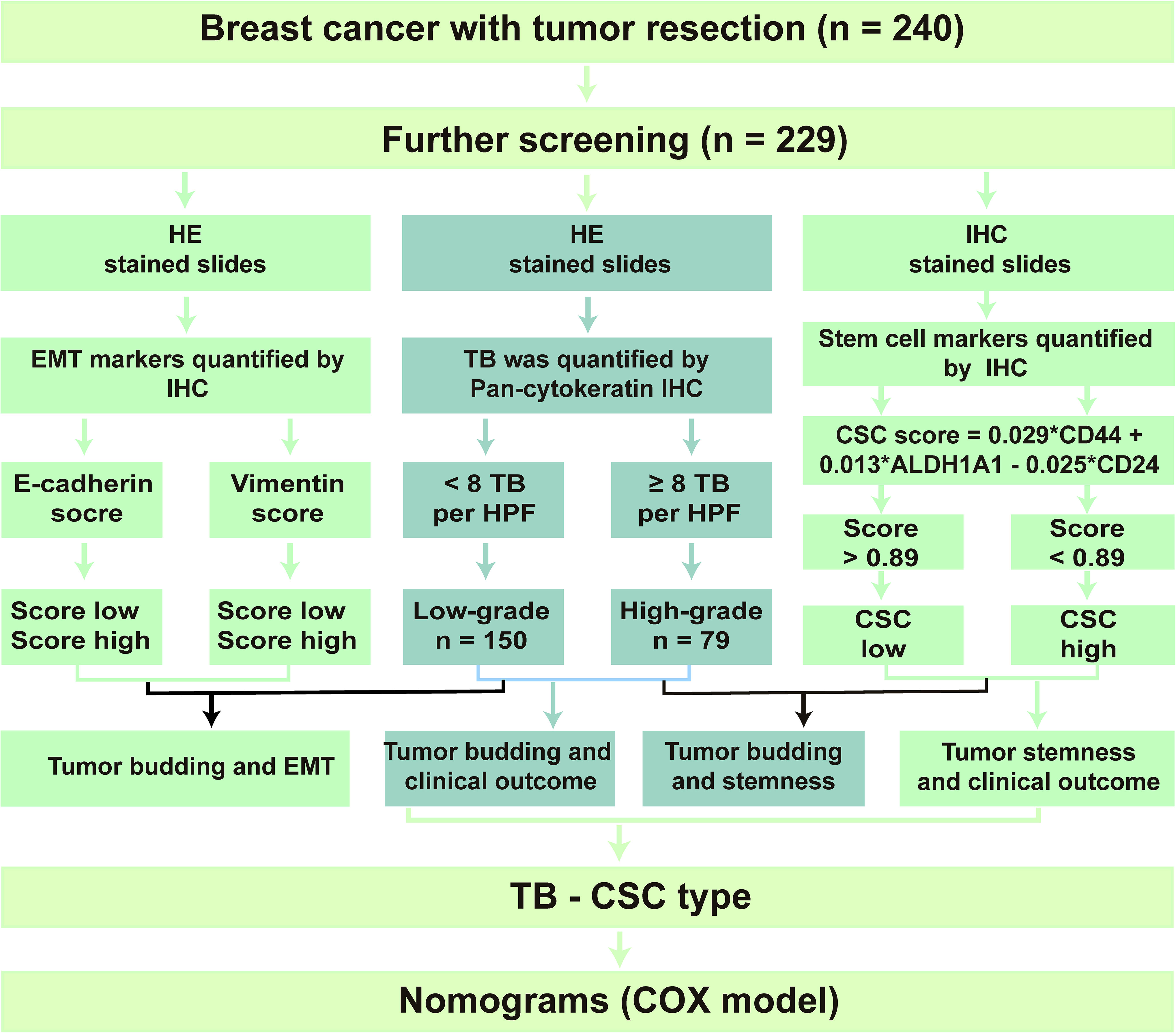 Frontiers | Breast Cancer Classification Based on Tumor Budding 