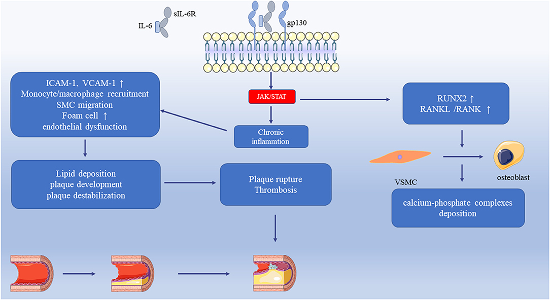 Frontiers The interplay between prolactin and cardiovascular disease