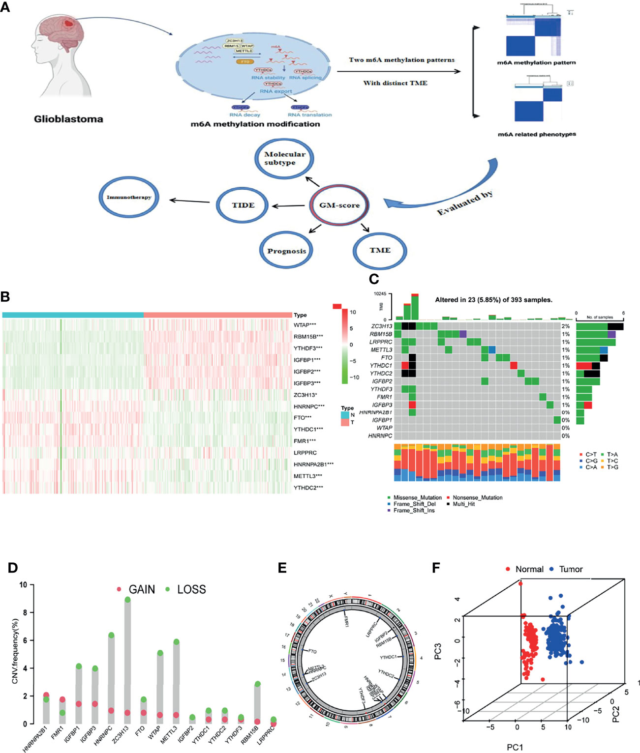 Frontiers | N6-Methyladenosine Regulator-Mediated Immue Frontiers | N6-Methyladenosine Regulator-Mediated Immue