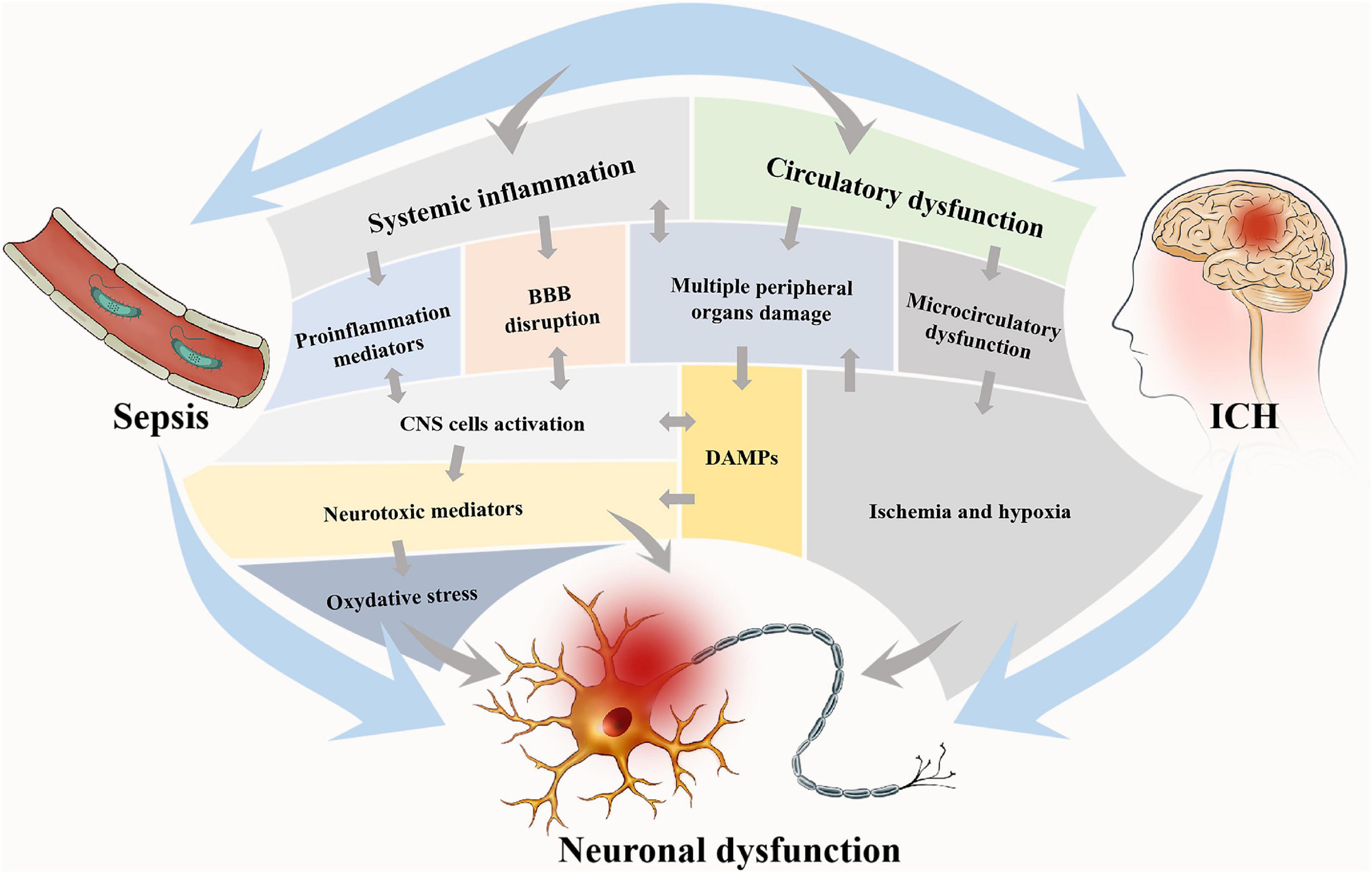 Sepsis In The Brain