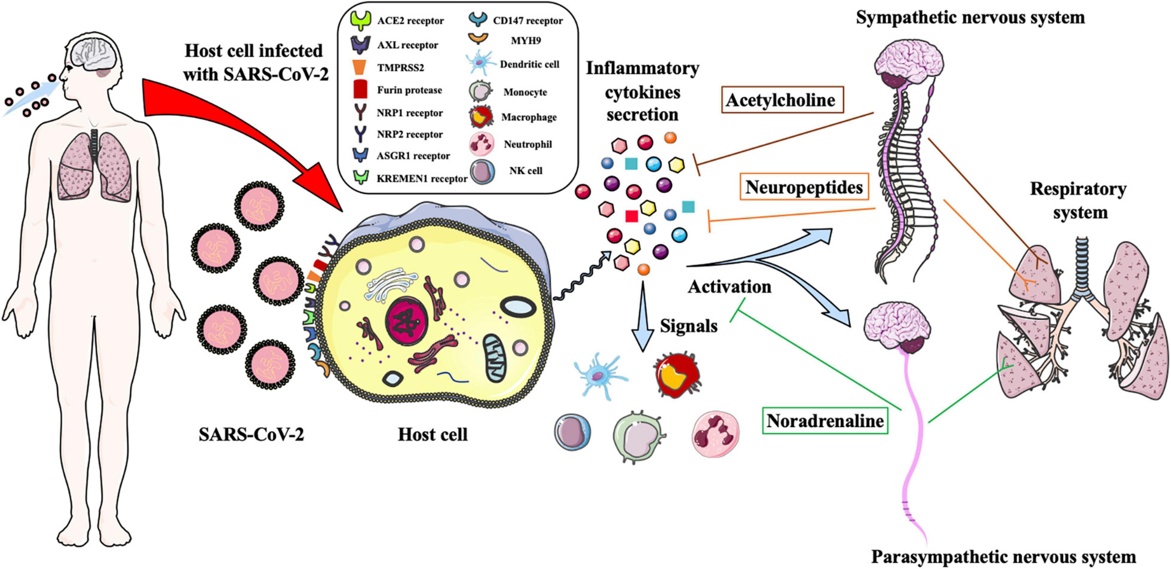 Frontiers | Hold Breath: Autonomic Neural Regulation of Innate