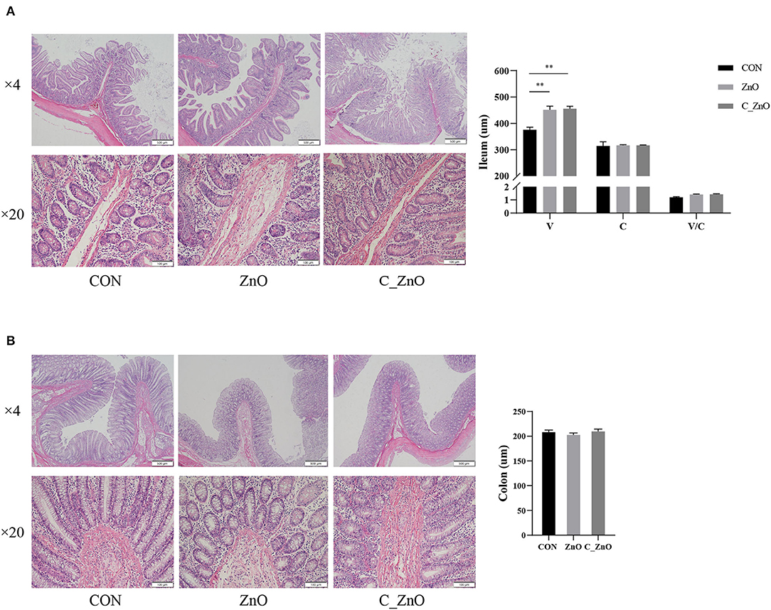 Frontiers  Importance of Zinc Nanoparticles for the Intestinal Microbiome  of Weaned Piglets