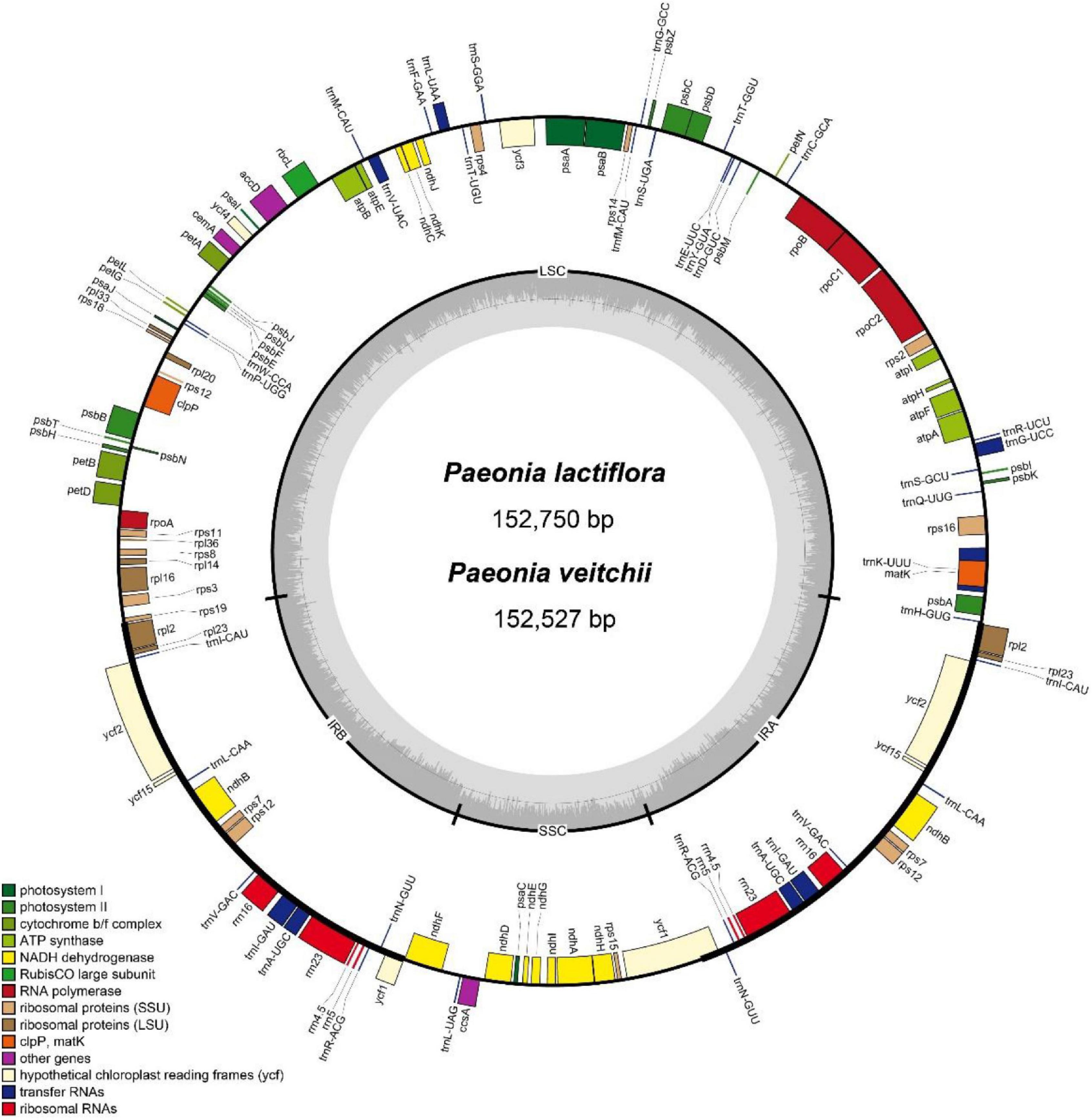 Frontiers | Development of Mini-Barcode Based on Chloroplast