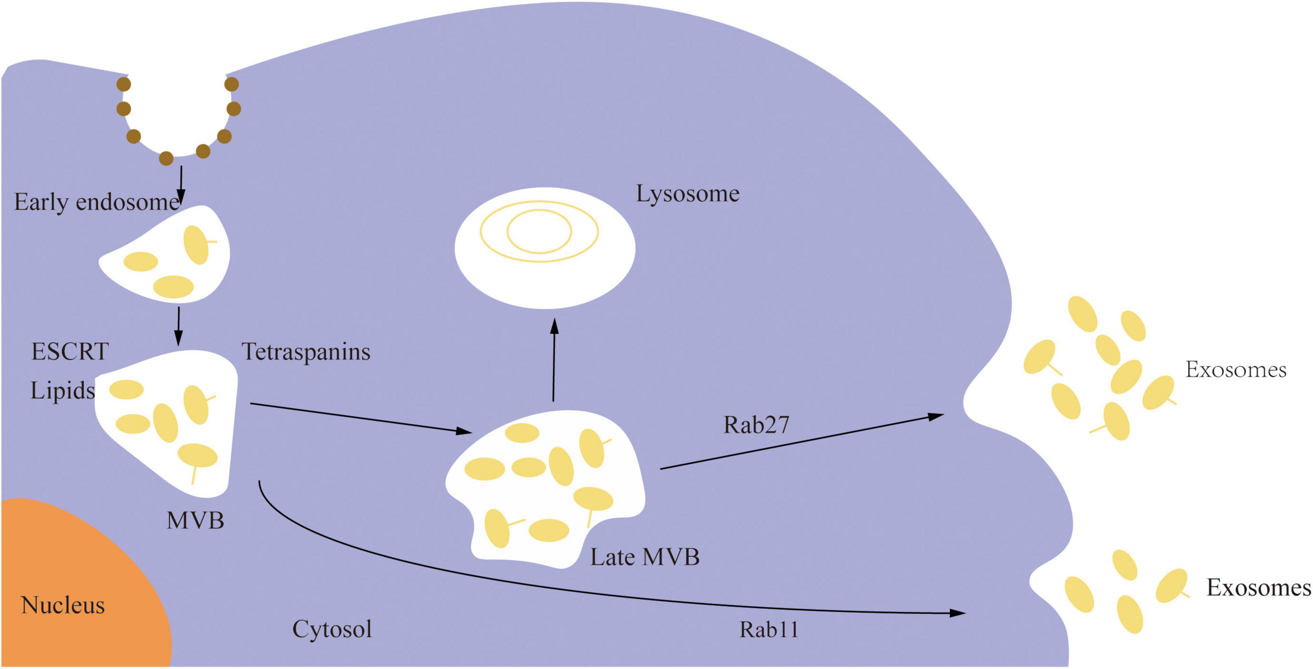 Frontiers Emerging Potential of Exosomal Non-coding RNA in Parkinsons Disease A Review