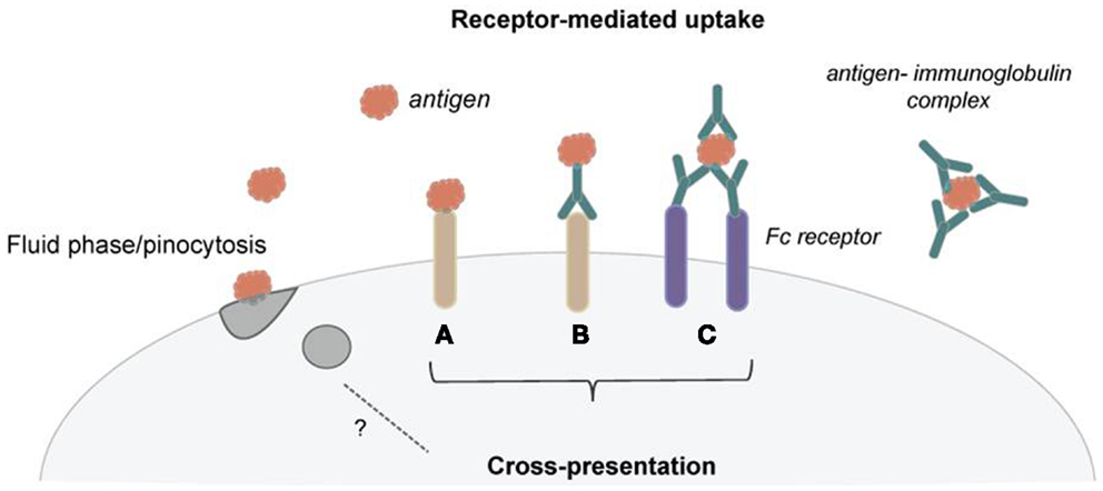 what is cross presentation of antigens