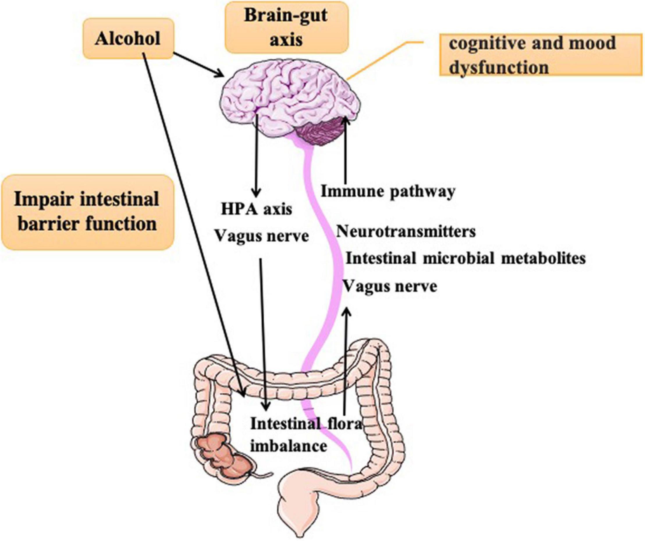 How the first brain (the brain in the gut) controls gut movements