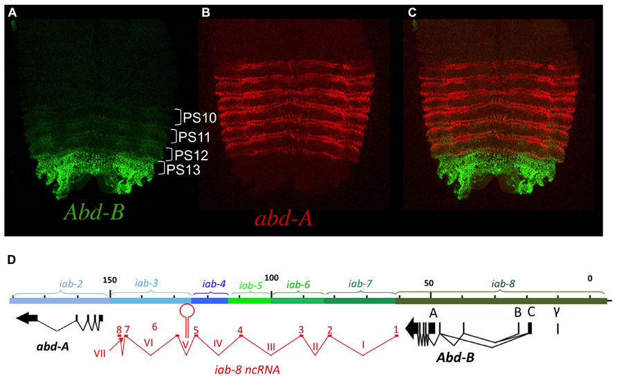 Frontiers  Genetic Regulation of Vertebrate Forebrain Development by  Homeobox Genes