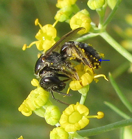 Bumblebees Bite Leaves of Flowerless Plants to Stimulate Earlier Flowering, Biology