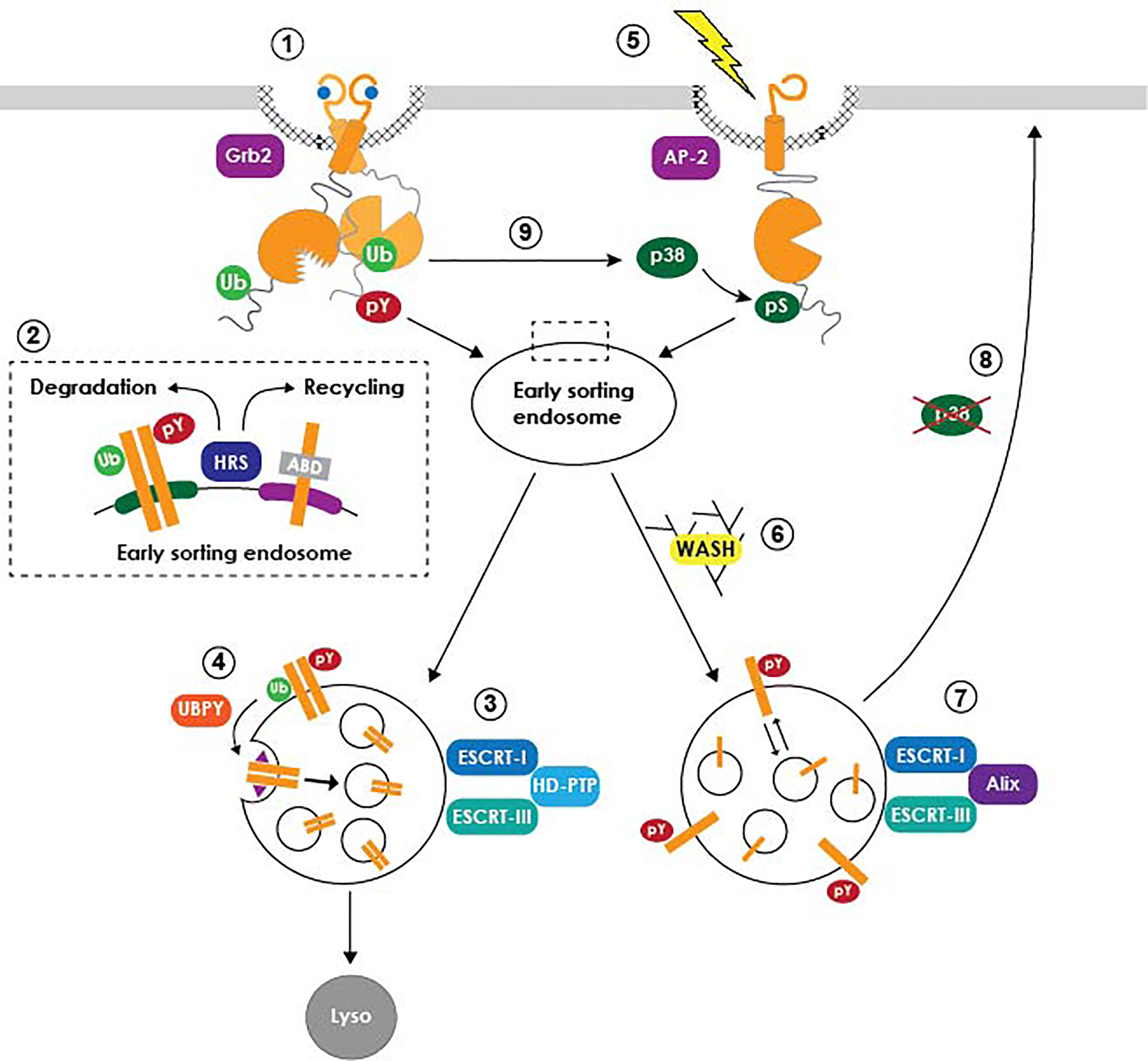 frontiers-role-of-egf-receptor-regulatory-networks-in-the-host