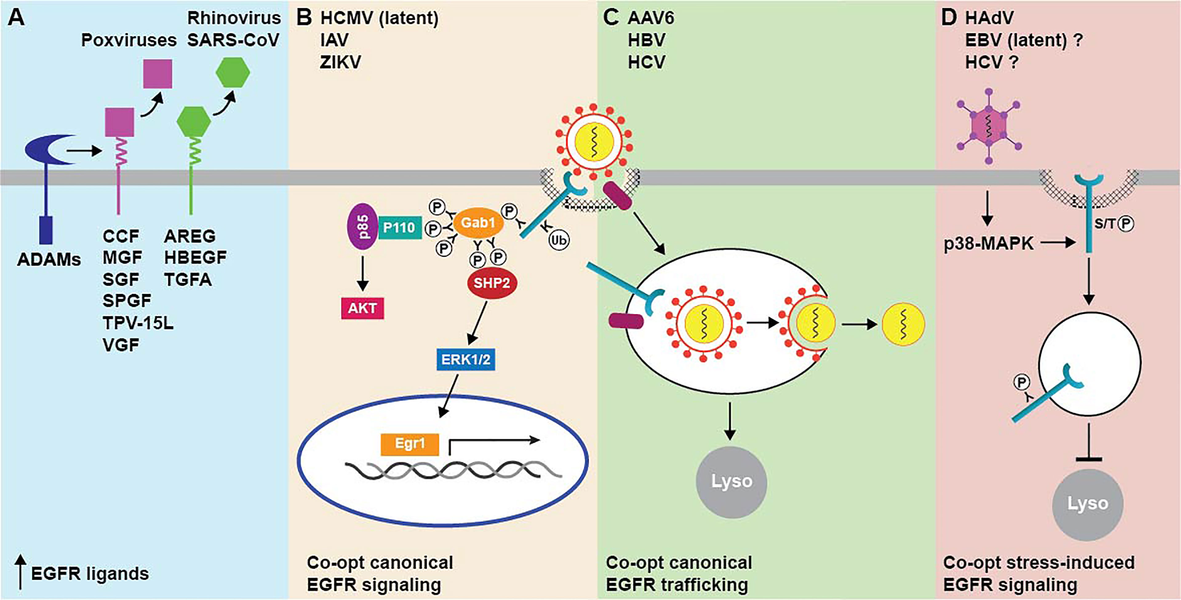 frontiers-role-of-egf-receptor-regulatory-networks-in-the-host