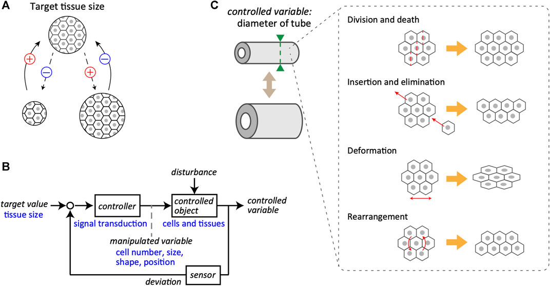 Differential cellular stiffness contributes to tissue elongation on an  expanding surface