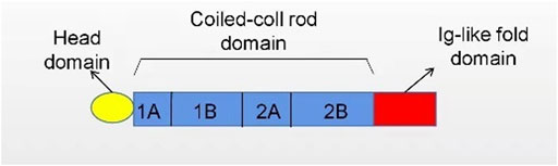 www.frontiersin.org
