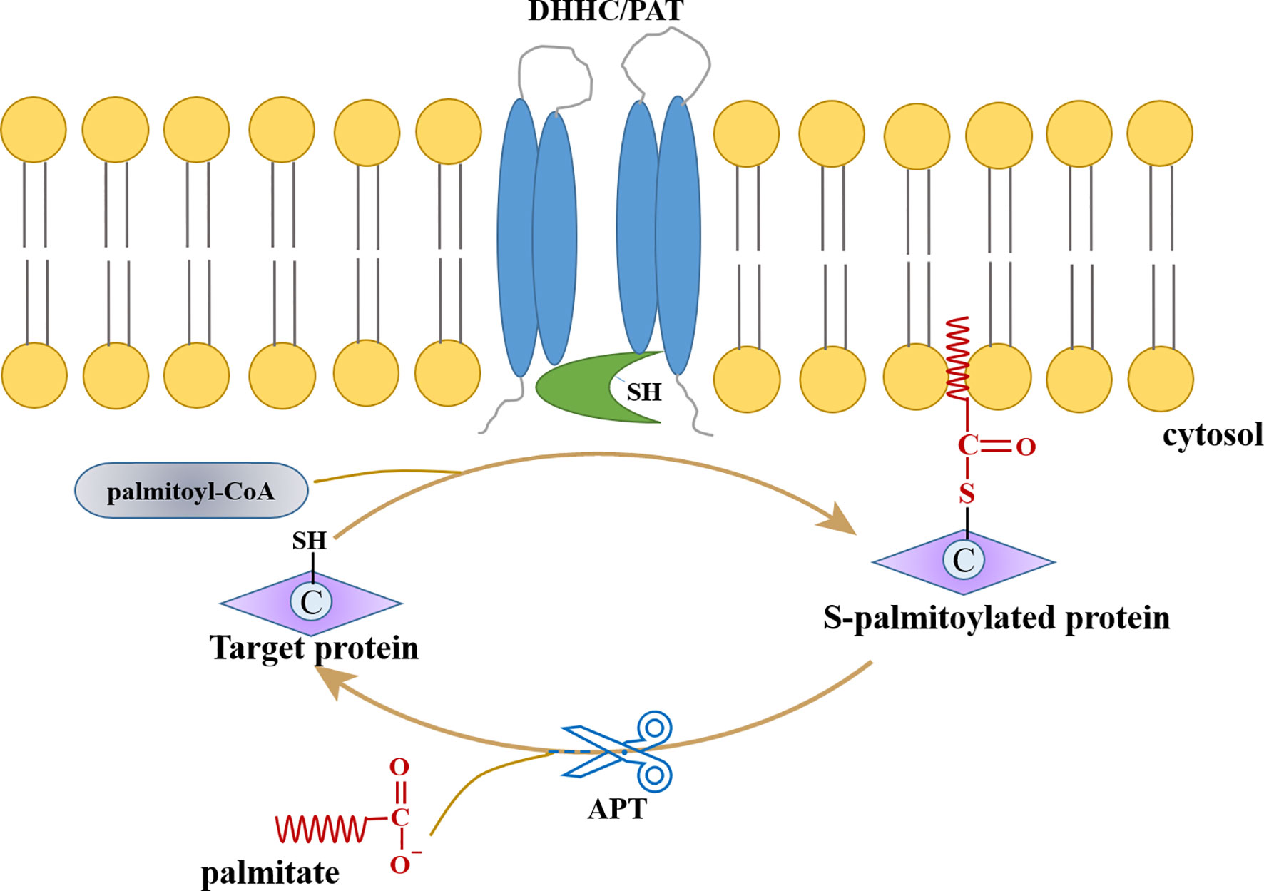 Protein Lipidation: Occurrence, Mechanisms, Biological Functions, and  Enabling Technologies