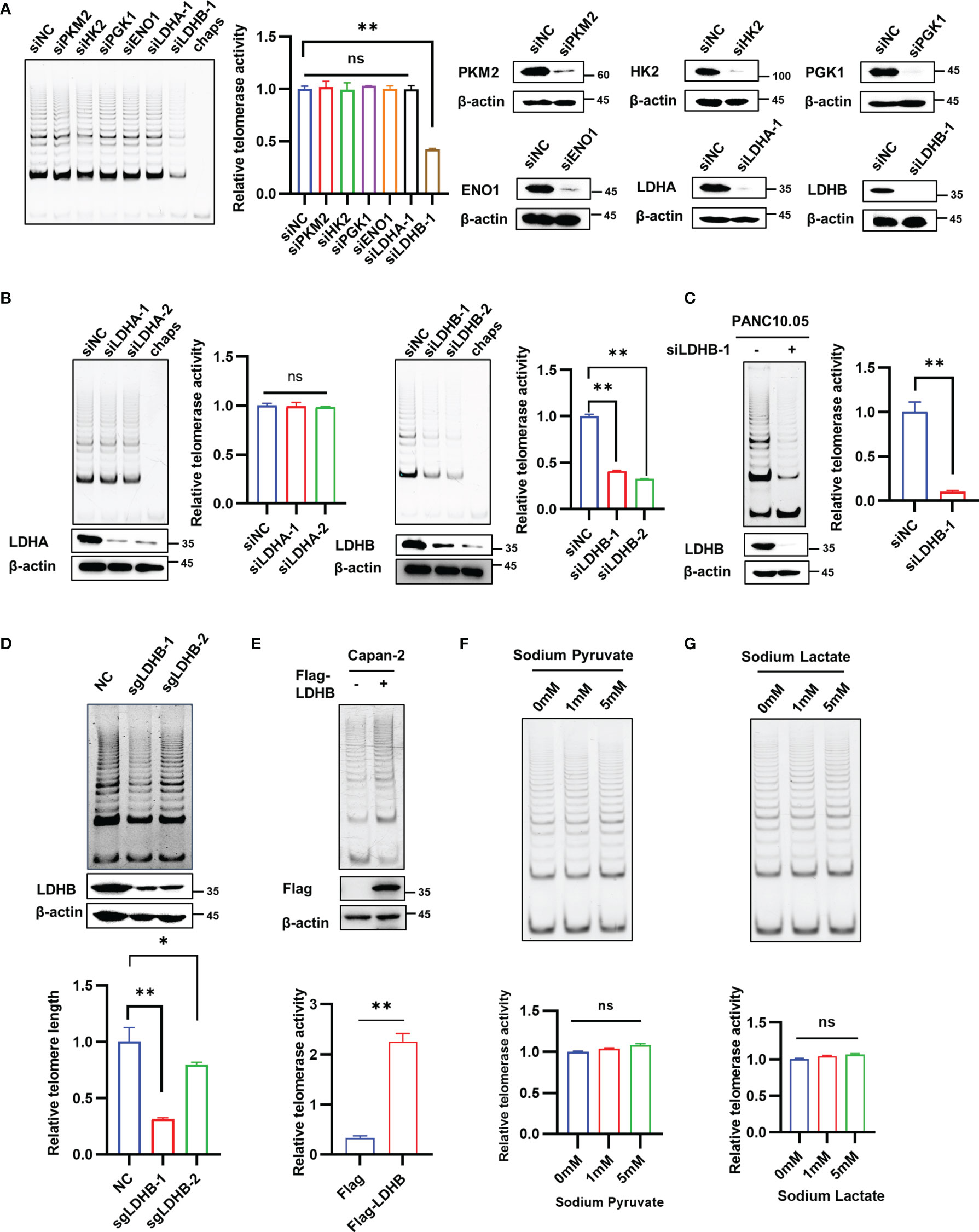 lsm nudes 005 Frontiers | Lactate Dehydrogenase B Is Required for Pancreatic Cancer Cell  Immortalization Through Activation of Telomerase Activity