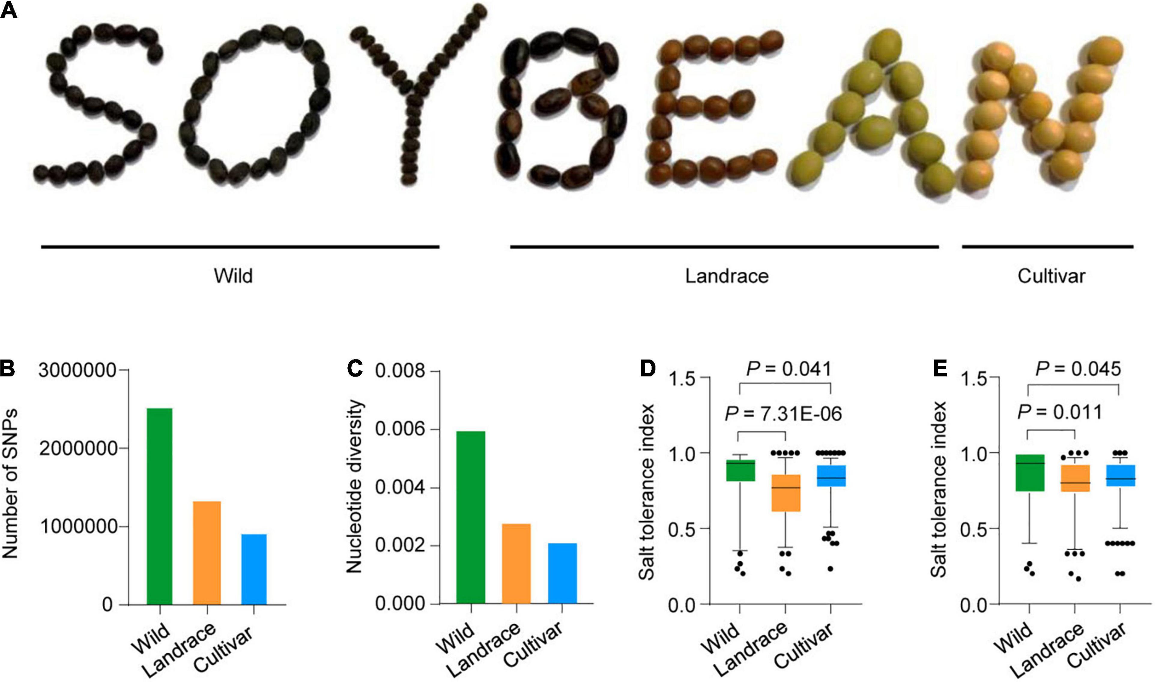 Whole-genome sequencing and intensive analysis of the undomesticated  soybean (Glycine soja Sieb. and Zucc.) genome